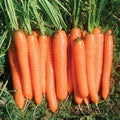  Yaya Organic Hybrid Carrot
