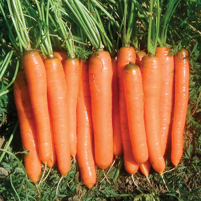  Yaya Organic Hybrid Carrot