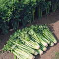  Tango Organic Celery