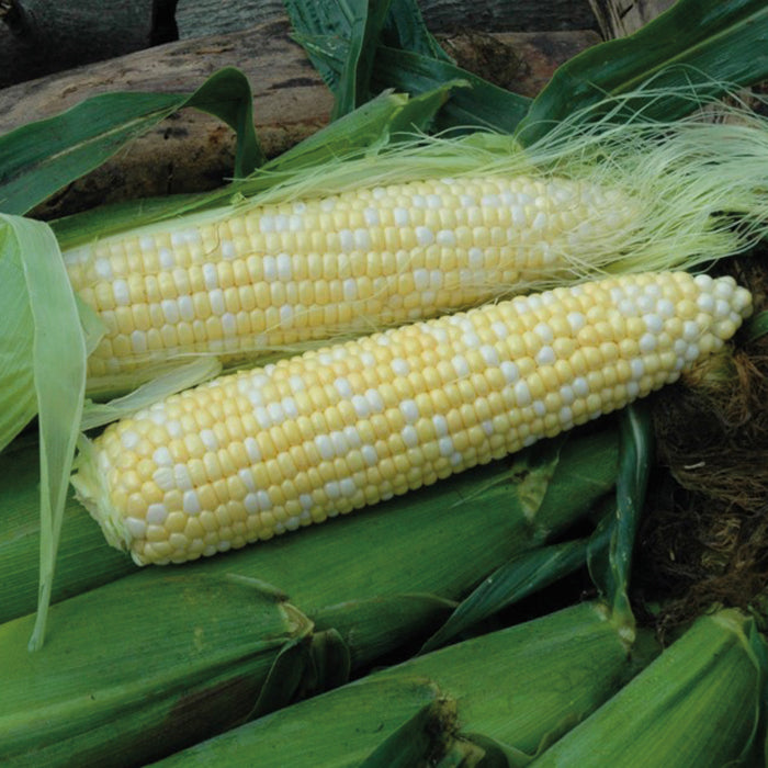  Organic Natural Sweet XR Bicolor Hybrid Sweet Corn