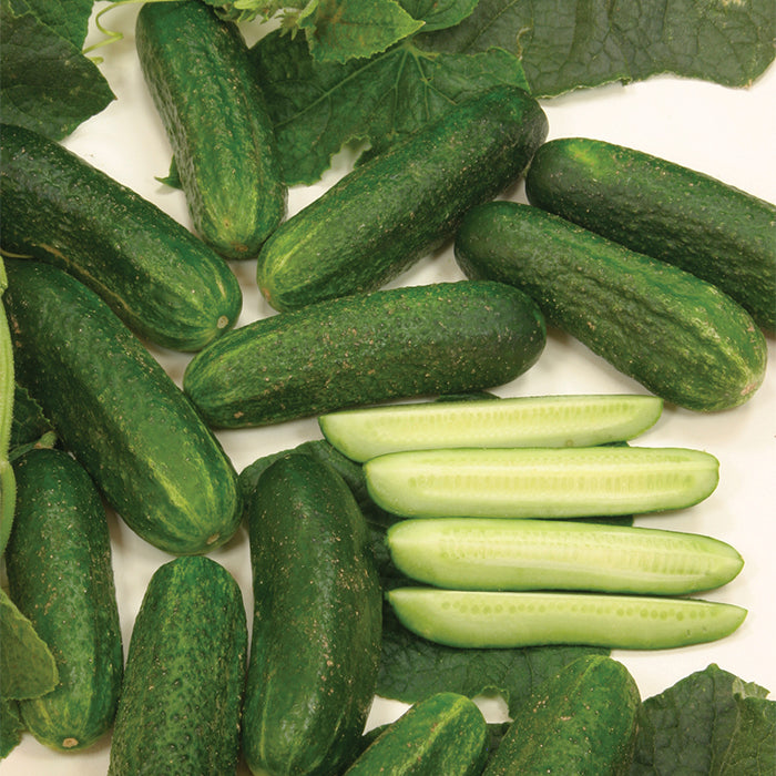  Organic Diamant Hybrid Cucumber