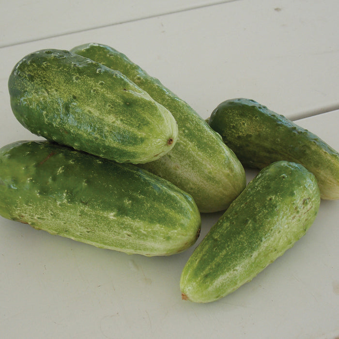  Homemade Pickles Cucumber