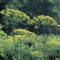  Organic Long Island Mammoth Dill