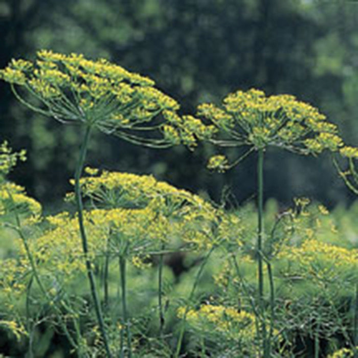  Organic Long Island Mammoth Dill
