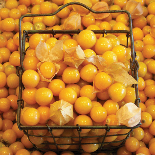  Aunt Molly's Organic Ground Cherry