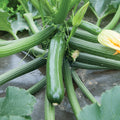  Organic Zucchini Green Machine