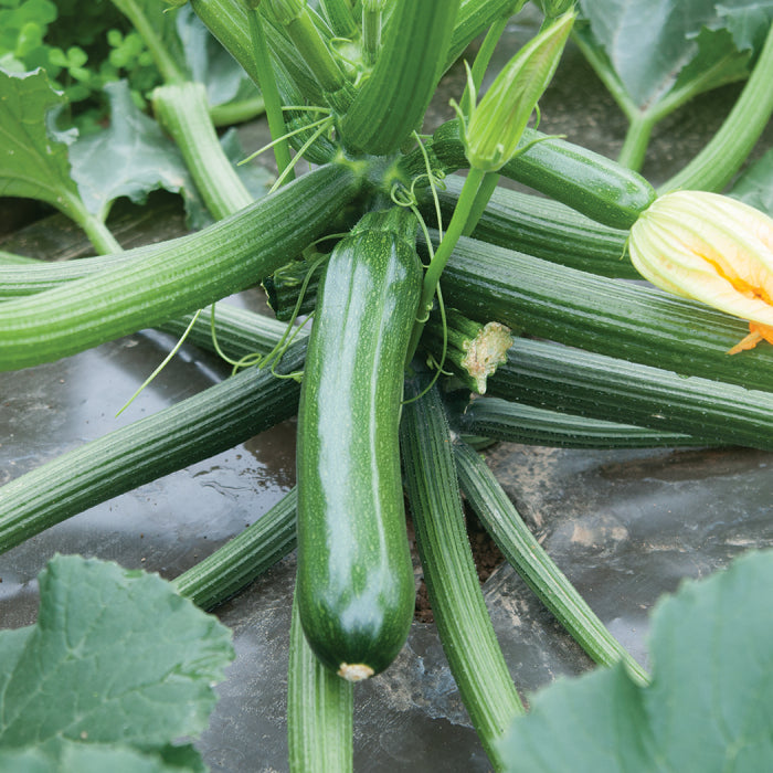  Organic Zucchini Green Machine