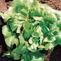  Buttercrunch Organic Lettuce