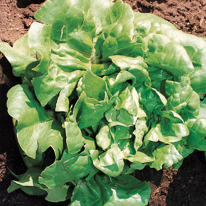  Buttercrunch Organic Lettuce