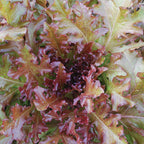 Red Salad Bowl Organic Lettuce