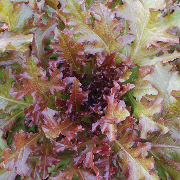  Red Salad Bowl Organic Lettuce