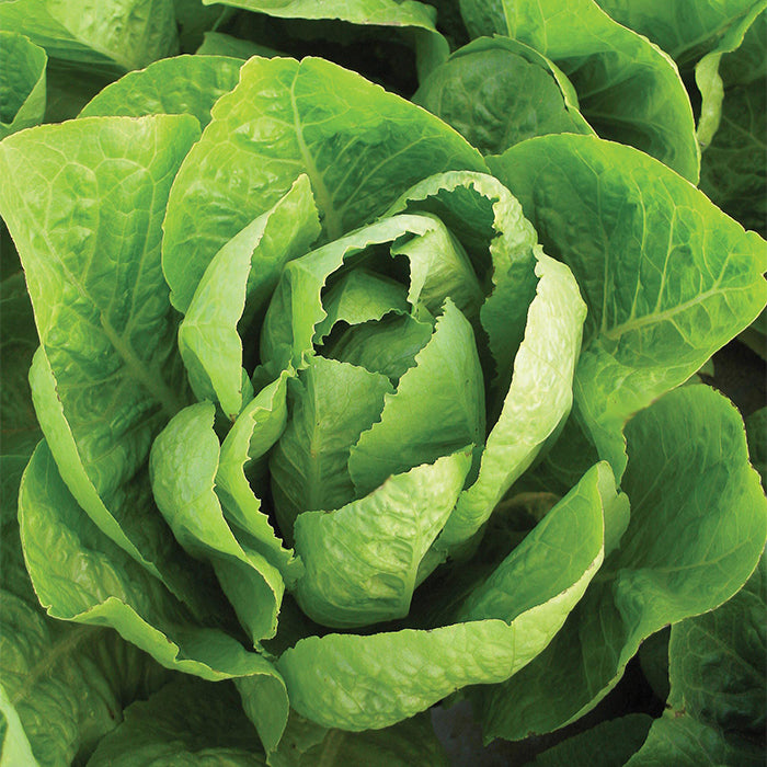  Organic Super Jericho Lettuce