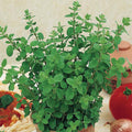  Organic Greek Oregano