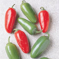  Early Jalapeno Organic Pepper