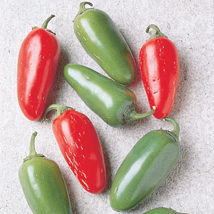  Early Jalapeno Organic Pepper