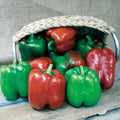  King Of The North Organic Pepper