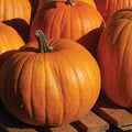  Organic Connecticut Field Pumpkin
