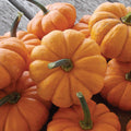  Jack Be Little Organic Pumpkin