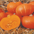 Maxima Organic Sunshine Hybrid Squash
