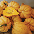  Organic Thelma Sanders' Sweet Potato Acorn Winter Squash