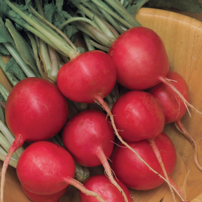  Cherry Belle Organic Radish