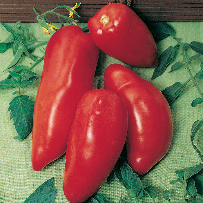  Opalka Organic Tomato