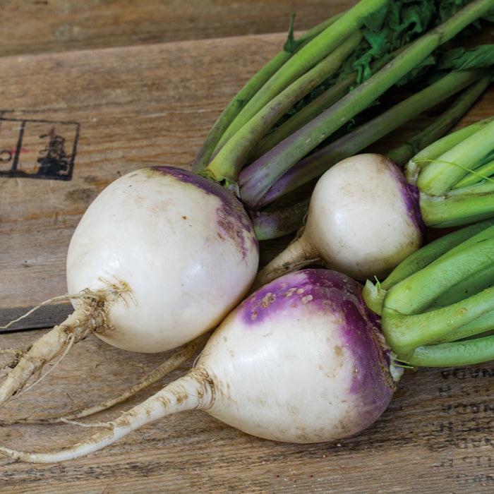  Purple Top White Globe Organic Turnip