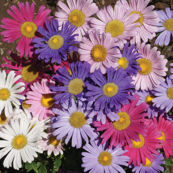  Single Mix Aster