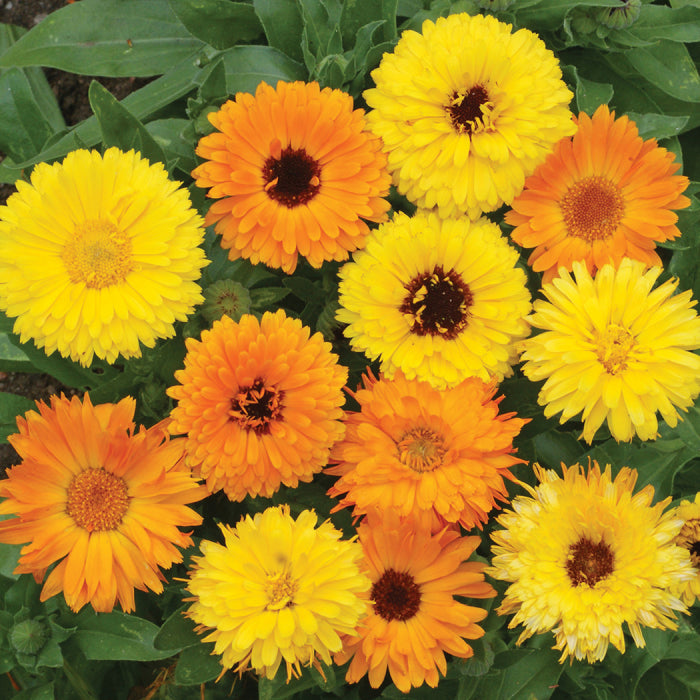  Pacific Beauty Calendula Mix