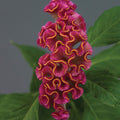  Neo&trade; Rose Celosia