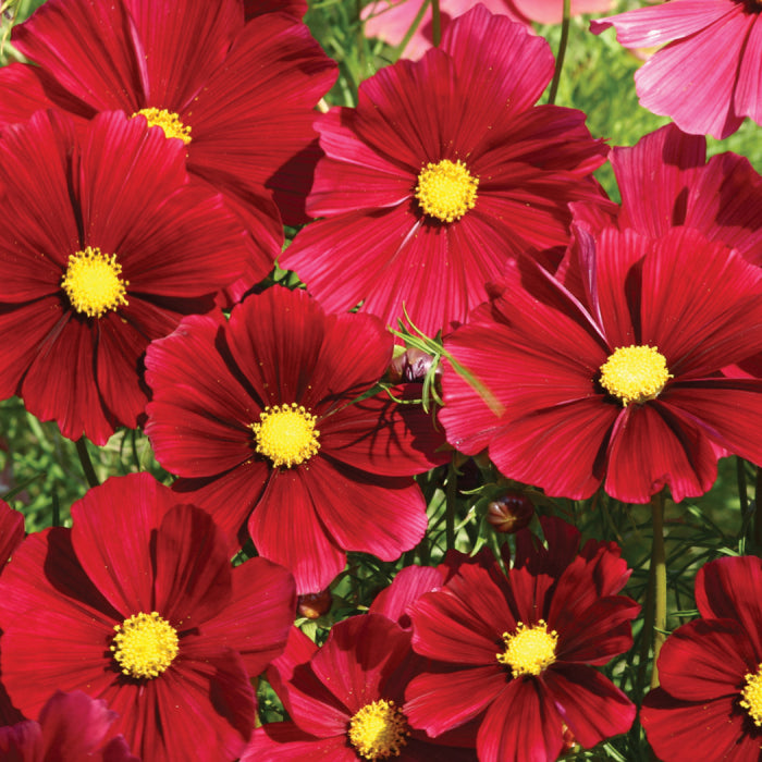  Rubenza Cosmos
