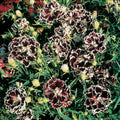  Velvet N' Lace Dianthus