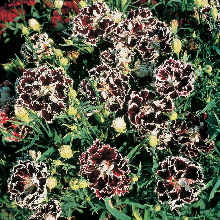  Velvet N' Lace Dianthus