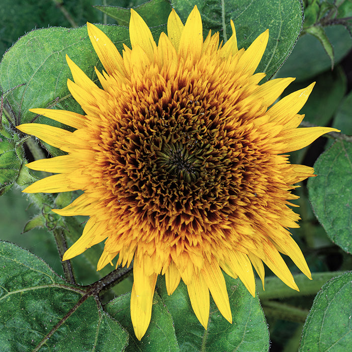  Firefox Sunflower
