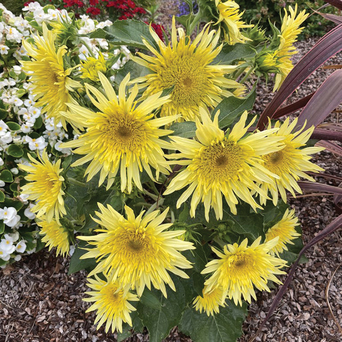  Lemon Cutie&trade; Hybrid Sunflower