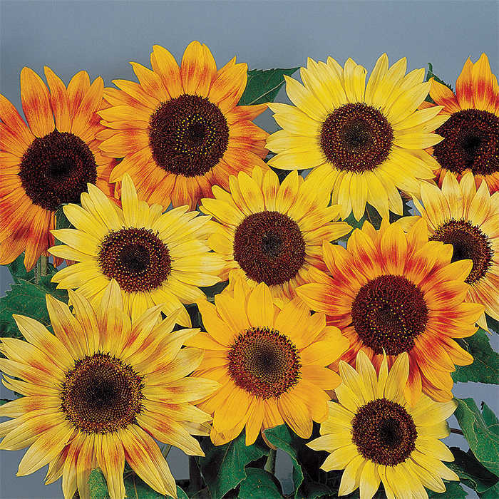  Music Box Mix Sunflower