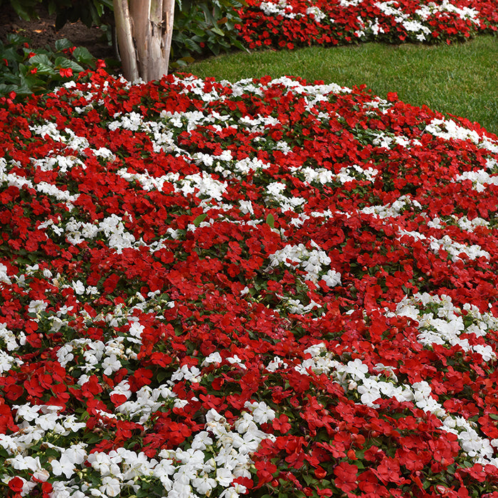  Beacon&reg; Red White Mix Impatiens
