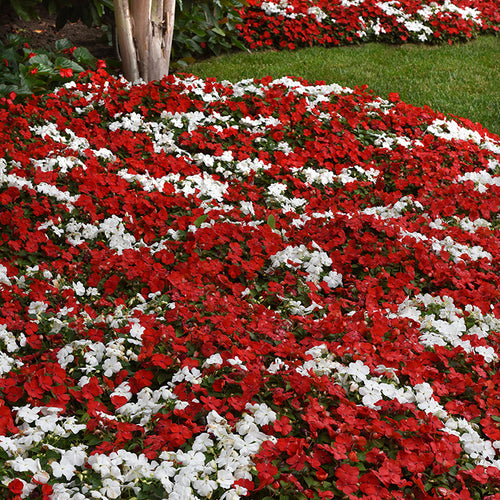  Beacon&reg; Red White Mix Impatiens