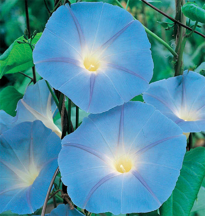  Heavenly Blue Morning Glory