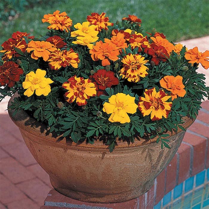  Durango&reg; Outback Mix Marigolds