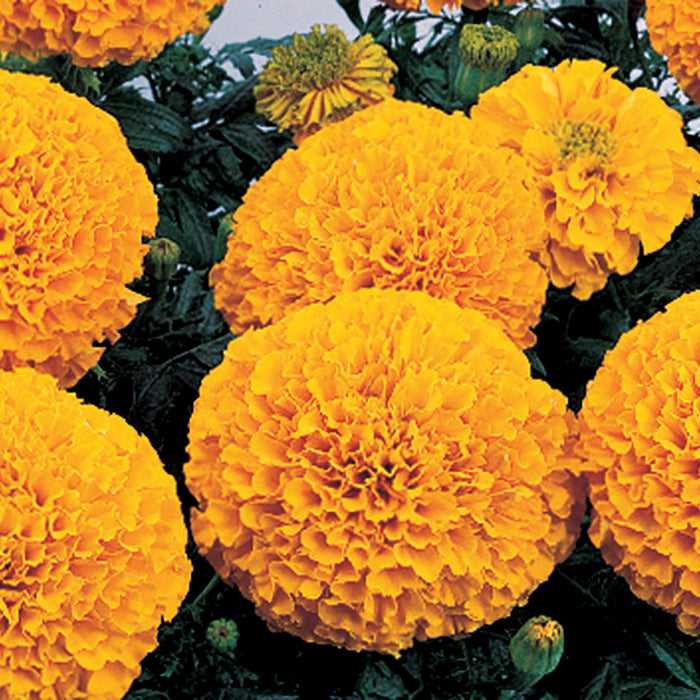  Inca II&trade; Orange Hybrid Marigold