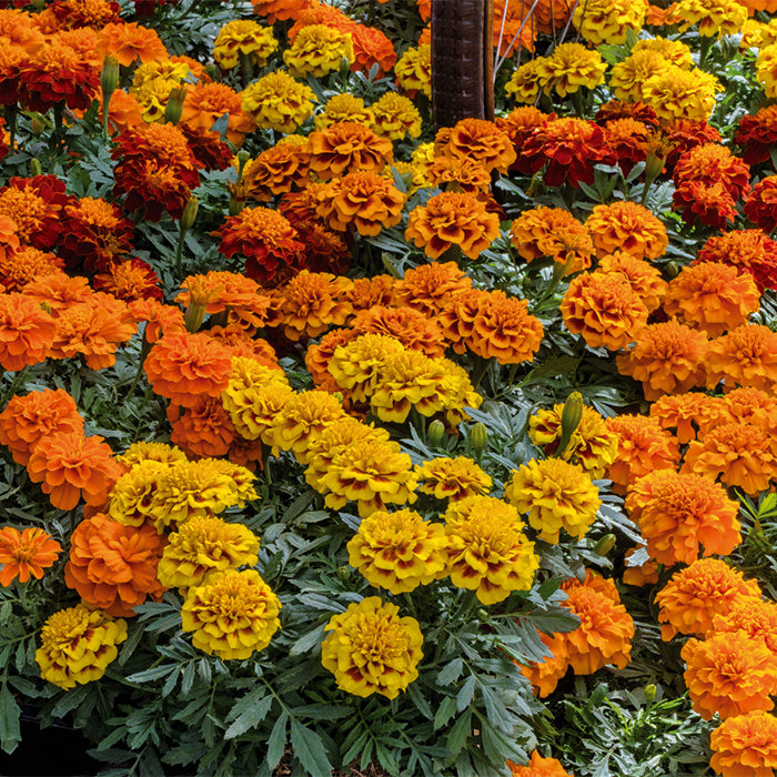  Super Hero&trade; Mix Marigold