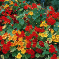  Giant Climbing Mix Nasturtiums