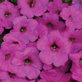 Neon Rose Easy Wave&reg; Hybrid Petunia