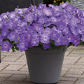  Lavender Sky Blue Easy Wave&reg; Petunia