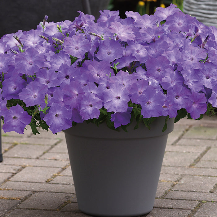  Lavender Sky Blue Easy Wave&reg; Petunia