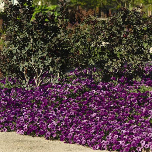  Blue Easy Wave&reg; Hybrid Petunia