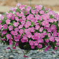  Pink Shades Shock Wave&reg; Petunia