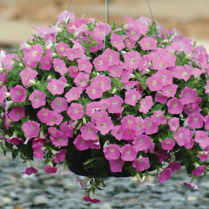  Pink Shades Shock Wave&reg; Petunia