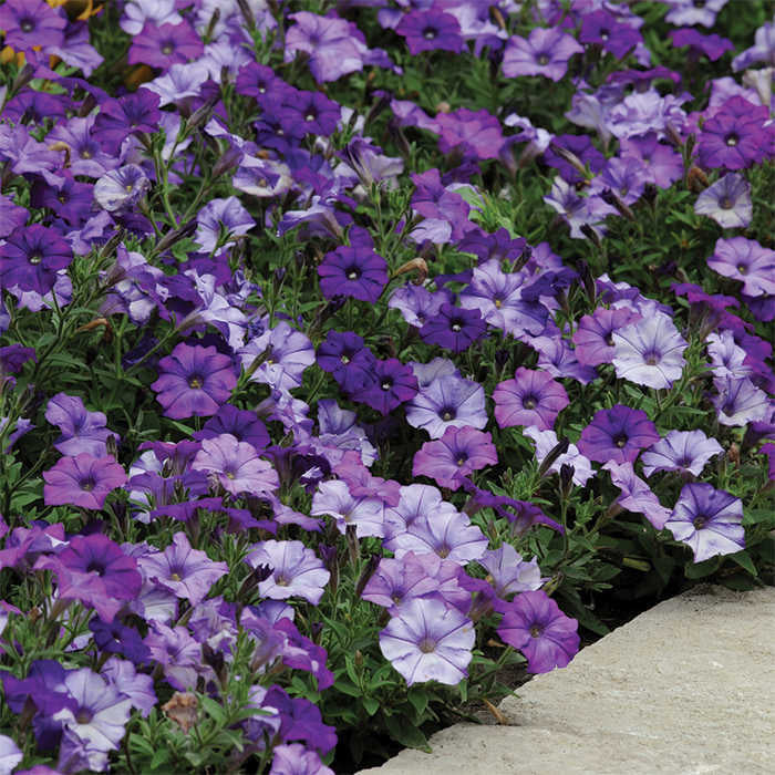  Denim Shock Wave&reg; Hybrid Petunia